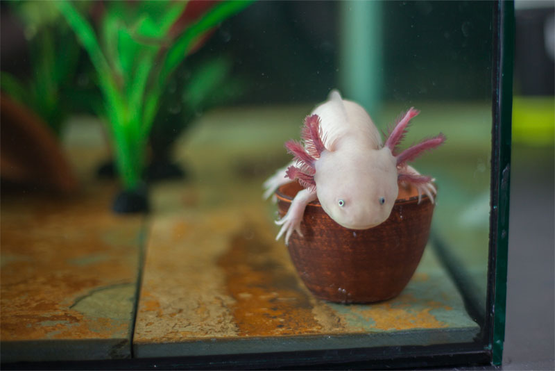 Axolotl in Aquarium
