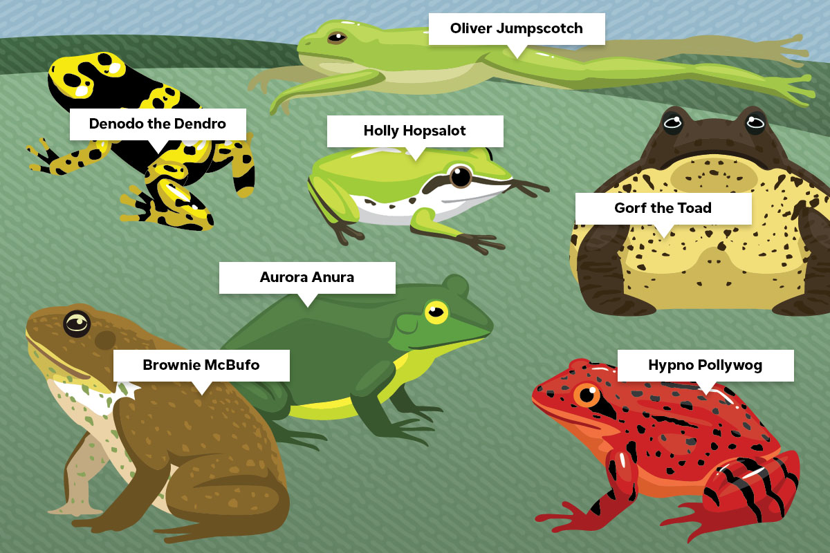 Pet Frog Name Generator (Cute, Funny, & Famous) - Mr. Amphibian