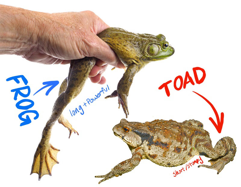 Frog vs Toad Legs
