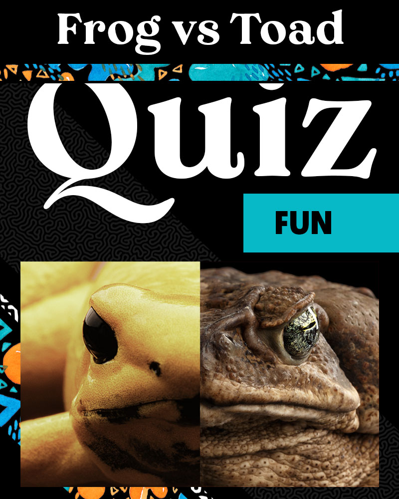 Frog vs Toad Quiz