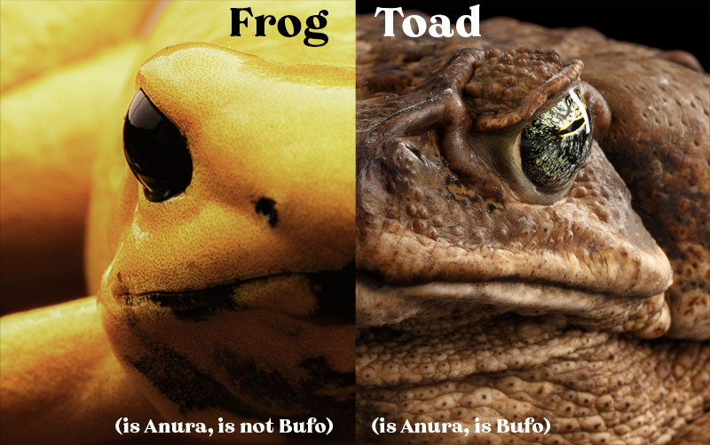 Frog vs Toad Skin