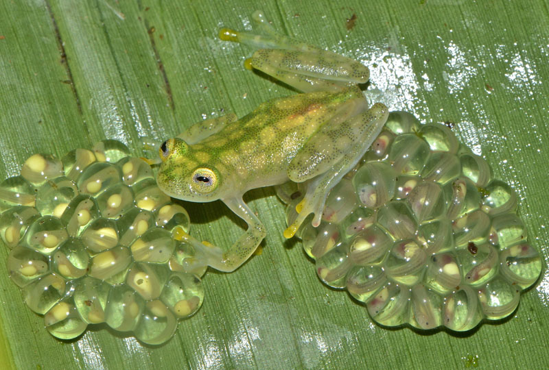 Frog guarding clump of eggs