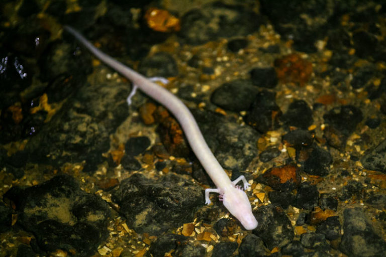 Salamander Lifespan How Long Do Salamanders Live? Mr. Amphibian