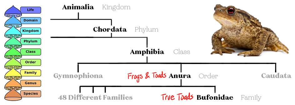 "True Toad" (Bufonidae) Taxon Tank