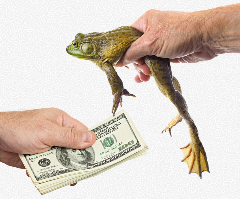 Buying Amphibians