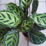Calathea roseopicta