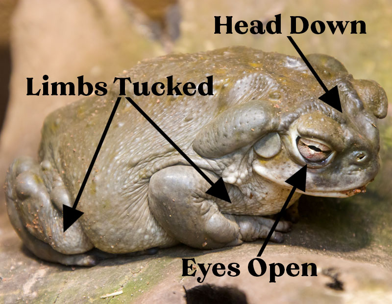 Colorado River Toad Sleeping