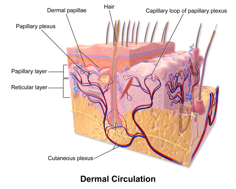 Dermal Circulation Diagram