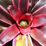 Neoregelia