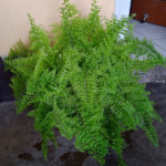 Nephrolepis exaltata