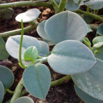 Peperomia incana