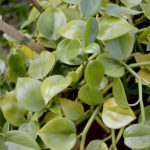 Peperomia scandens