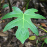Philodendron bipennifolium