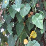 Philodendron cordatum