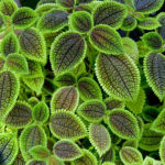 Pilea involucrata