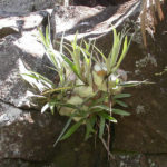 Platycerium veitchii