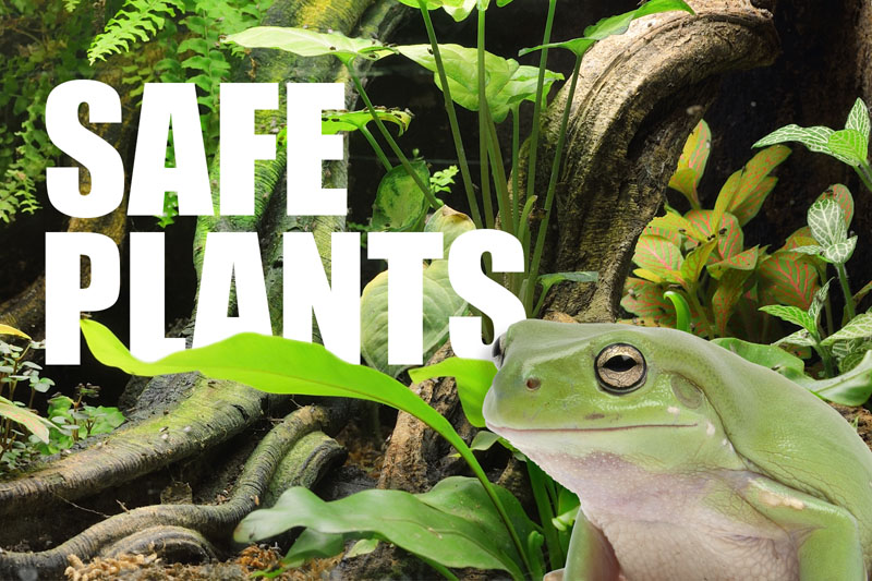 Safe Plants for Amphibians