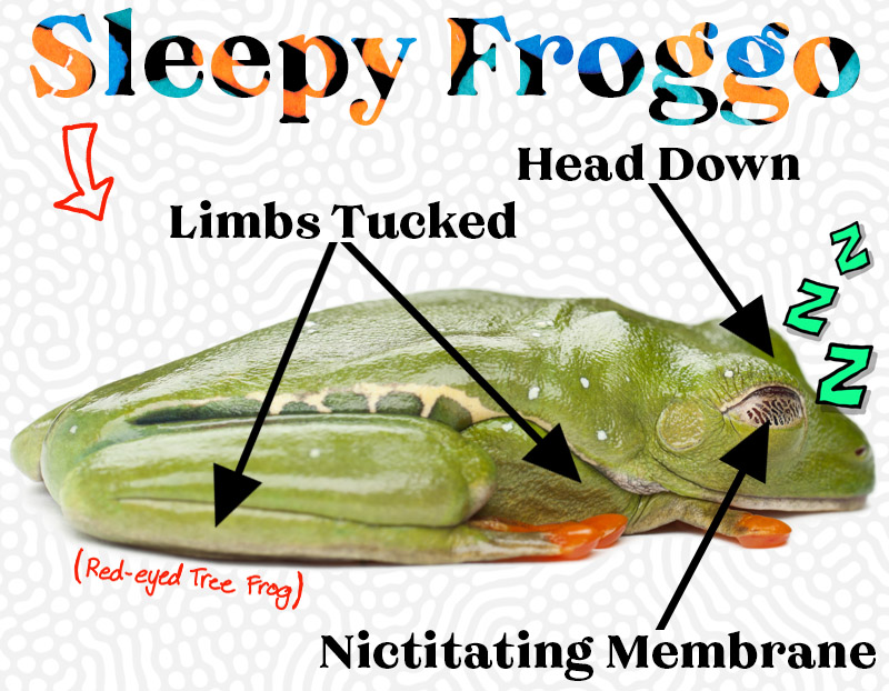 Sleeping Frog Posture (Labeled Diagram)