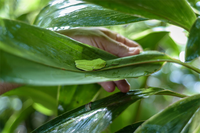 Sleeping Red-Eyed Tree Frog