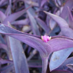 Tradescantia pallida