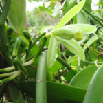 Vanilla planifolia