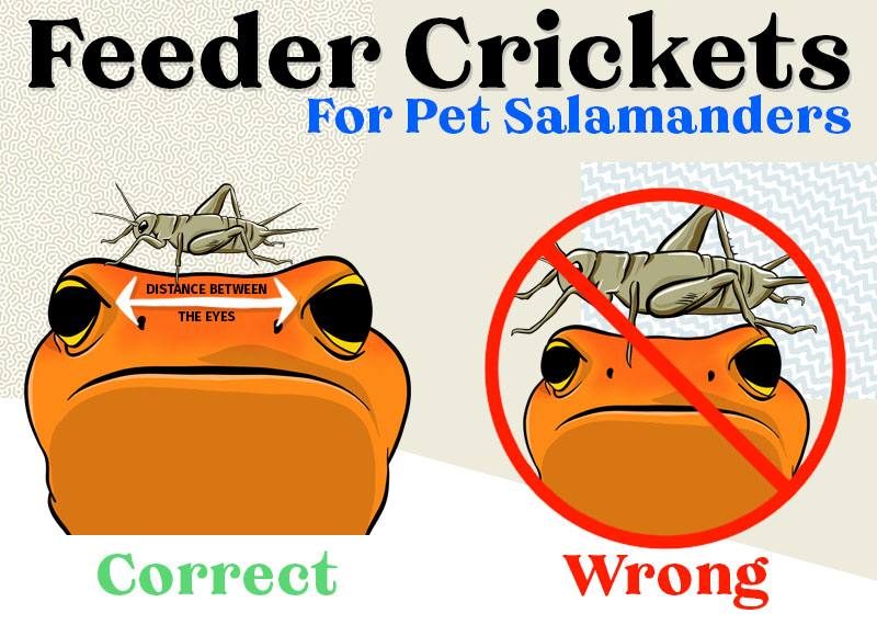 Feeder Cricket Size for Salamanders