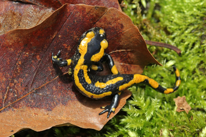 Juvenile Fire Salamander