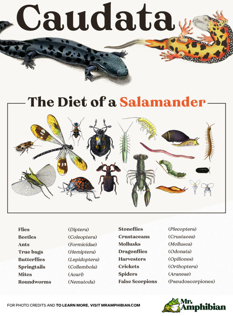 A Salamander's Diet The Ultimate Guide Mr. Amphibian