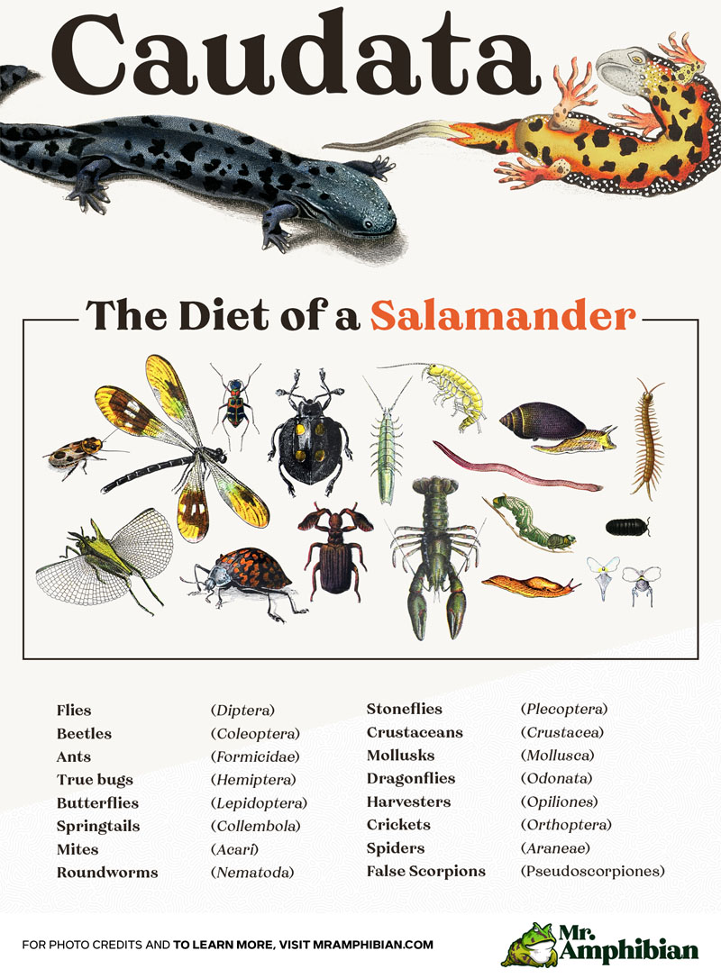 The Diet of a Salamander Infographic