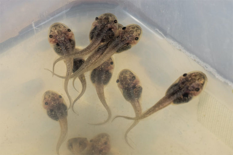Tadpole Diet Complete Feeding Guide Mr. Amphibian