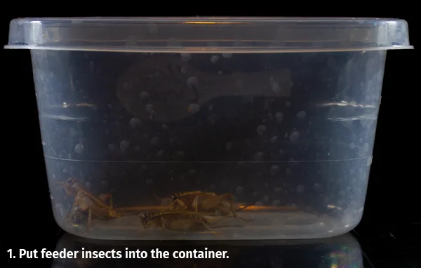 Step 1 - Crickets in a container