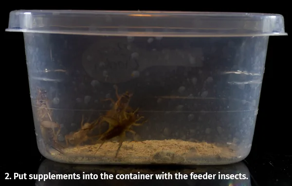 Step 2 - Crickets and supplement powder in a container