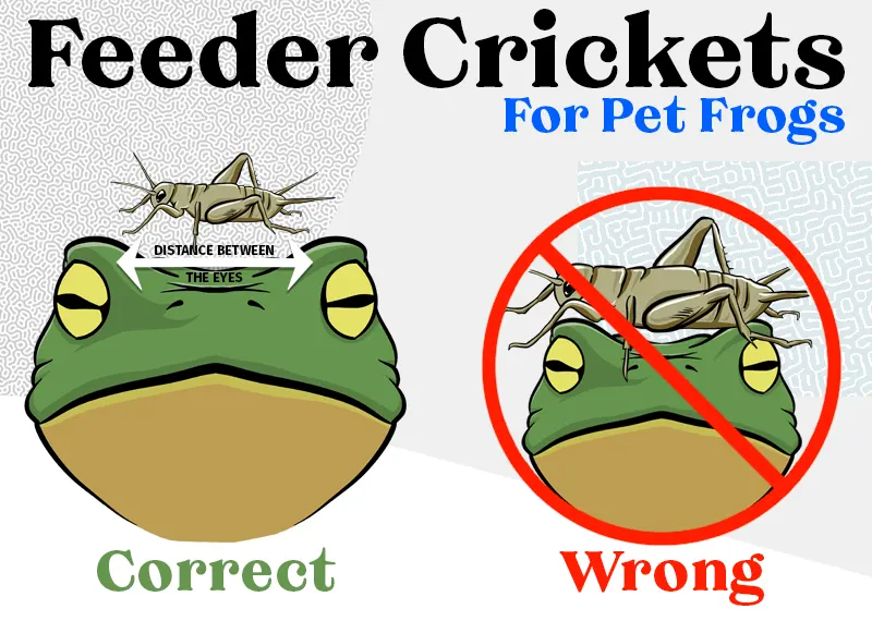 Feeder Cricket Size for Frogs