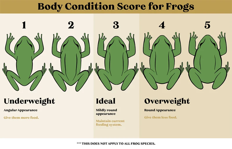 Body Condition Score (BCS) for Frogs