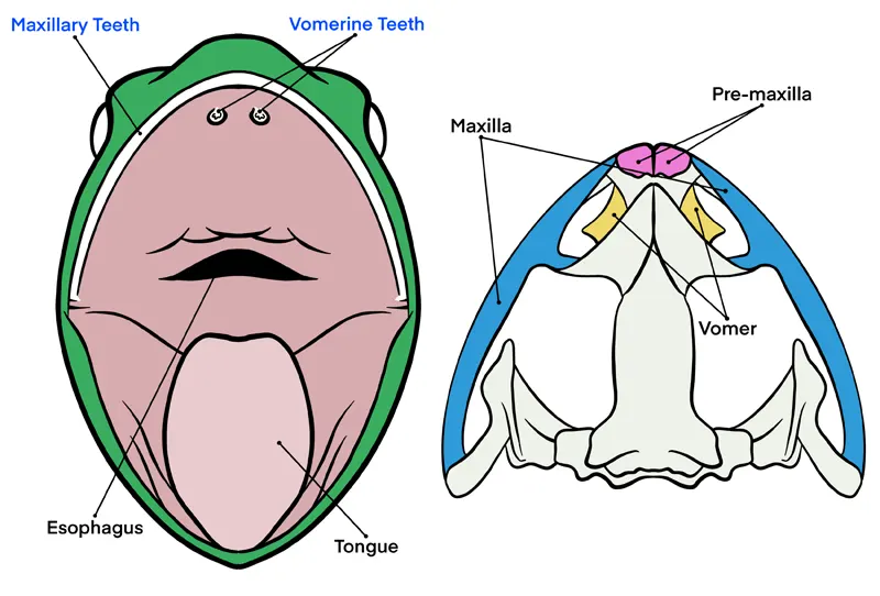 Frog Teeth Diagram - Mouth and Skull