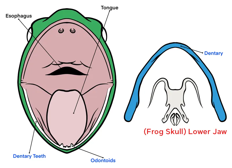 Frog Teeth Diagram - Mouth and Skull (Lower Jaw)