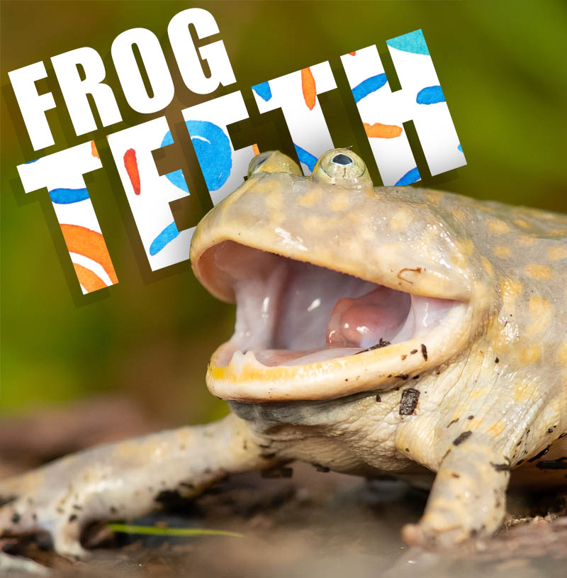 Frog Teeth Featured Image