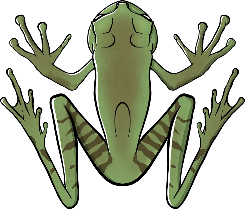 Guenther’s Marsupial Frog Illustration
