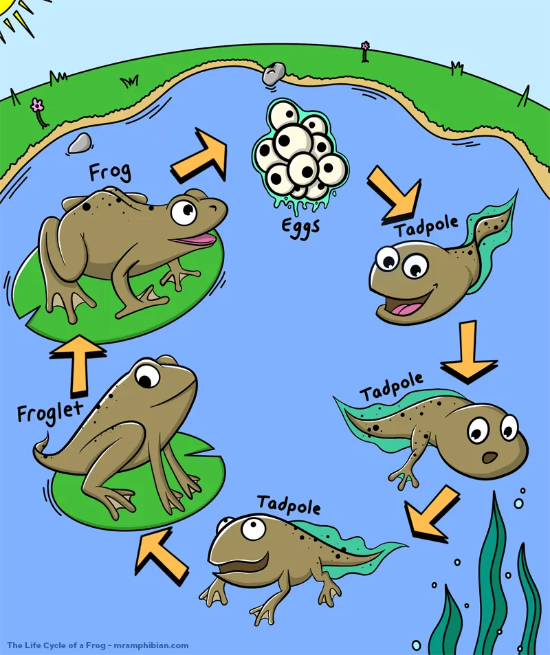 The Life Cycle of a Frog (Illustration)