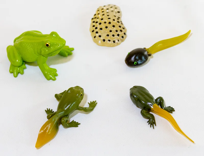 Frog Life Cycle Figures (Toys)