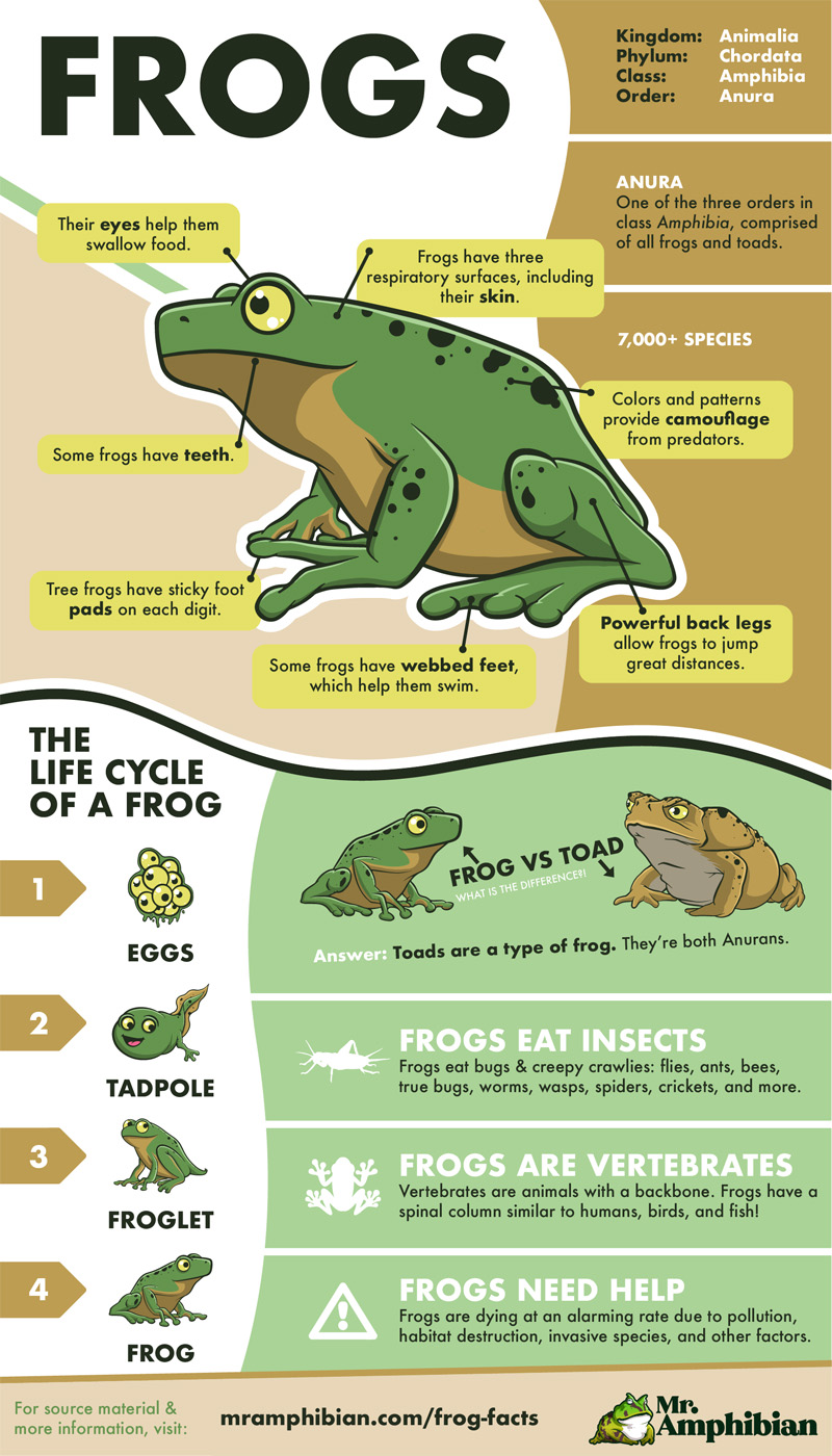 37 Toadally Cool Facts About Frogs - Mr. Amphibian
