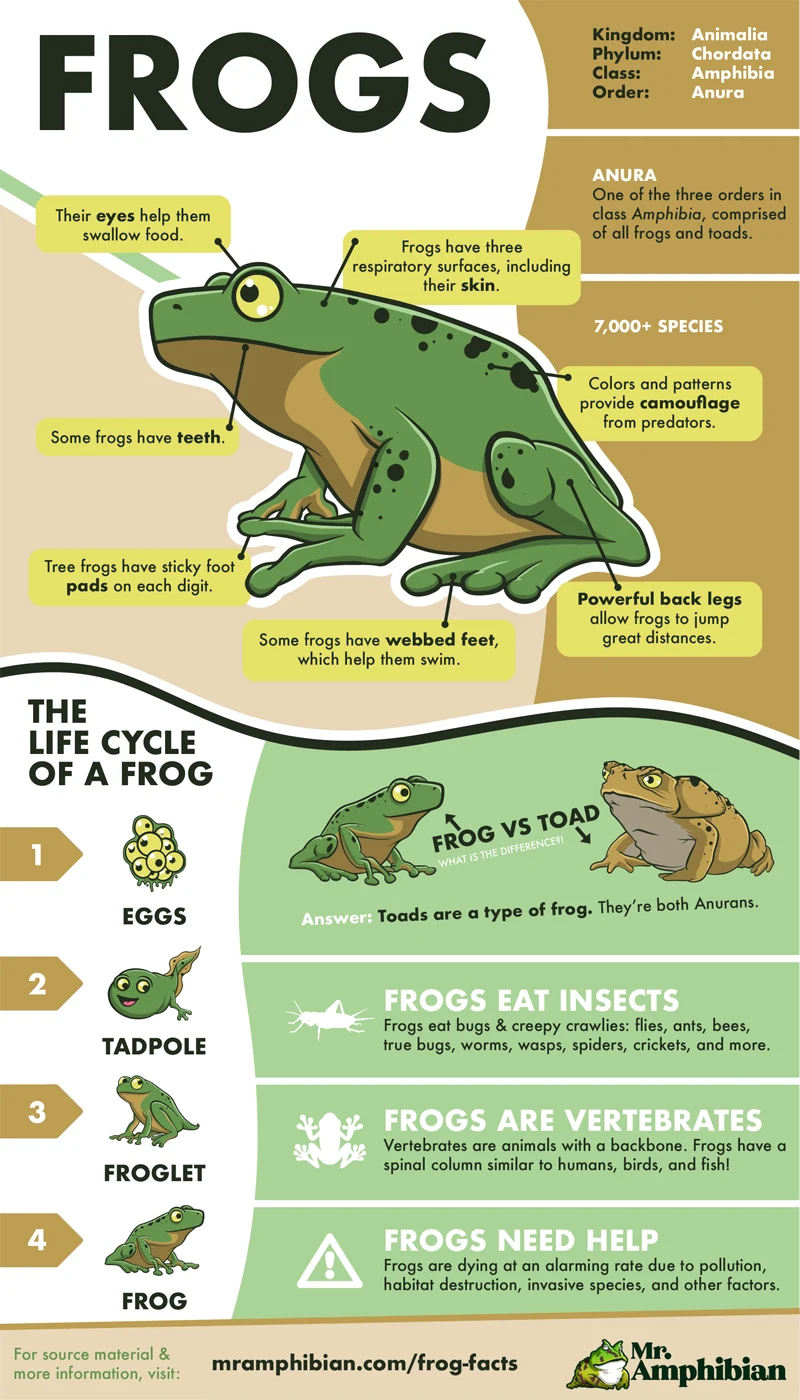 Frog Facts Infographic