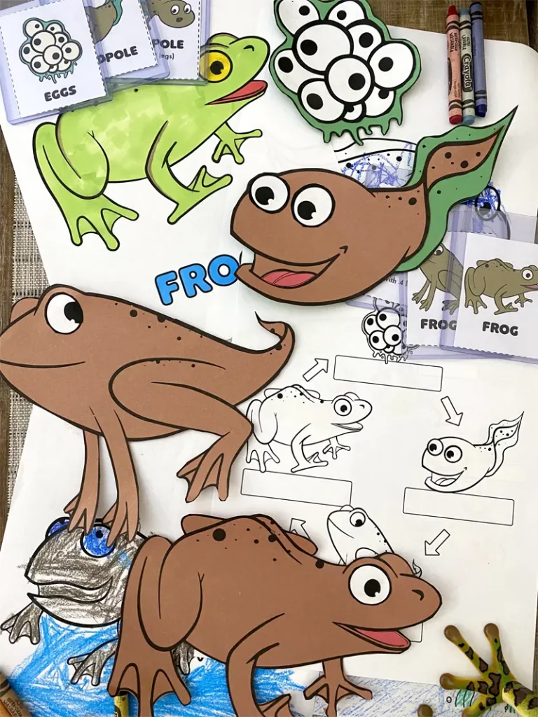 Frog Life Cycle Worksheets Activity Set