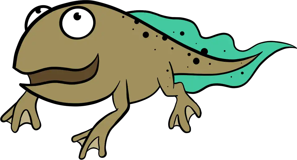Tadpole with Four Legs (Frog Life Cycle)