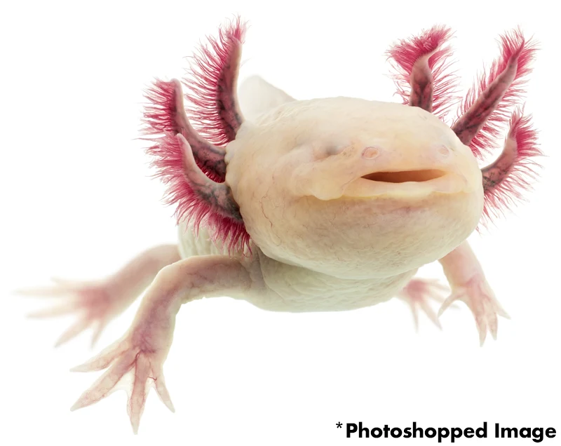 Fake Eyeless Mutant Axolotl
