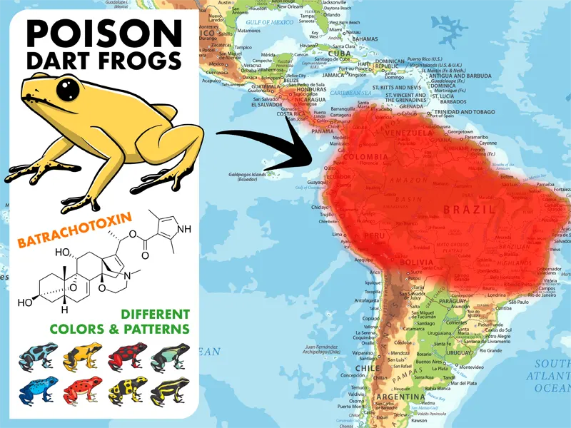 Poison Dart Frog Location Infographic