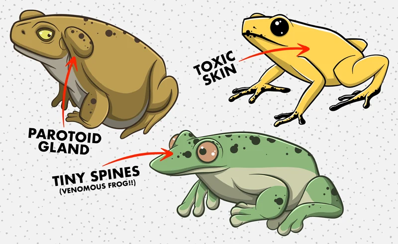 Poisonous Frogs (Featured Image)